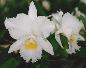 Cattleya Angel Bells