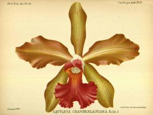 Cattleya Chamberlainiana