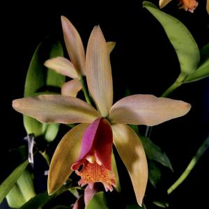 Cattleya Fulvescens