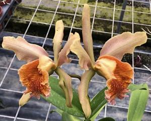 Cattleya Fulvescens