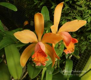 Cattleya Fulvescens