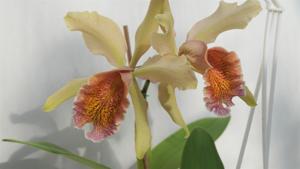 Cattleya Fulvescens