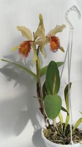 Cattleya Fulvescens