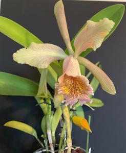 Cattleya Fulvescens