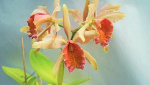 Cattleya Fulvescens