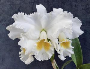 Cattleya Gertrude Hausermann