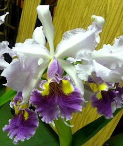 Cattleya Hardyana (1896)