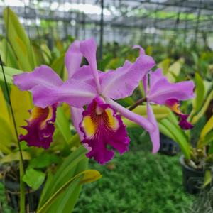 Cattleya Hardyana (1896)