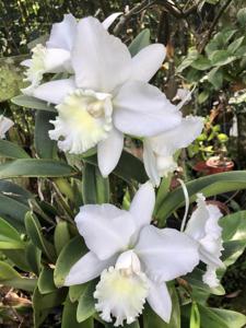 Cattleya Hawaiian Wedding Song