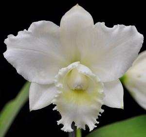 Cattleya Hawaiian Wedding Song