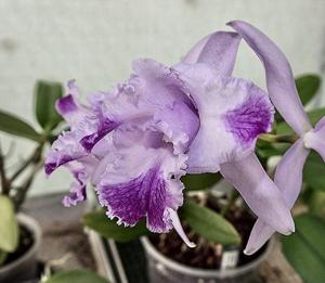 Cattleya Holdenii