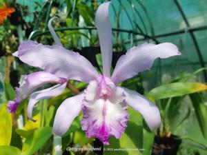 Cattleya Holdenii