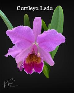 Cattleya Leda