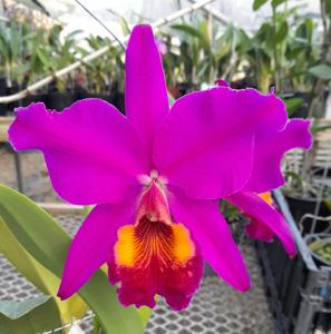 Cattleya Leda