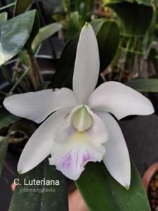 Cattleya Luteriana