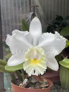 Cattleya Marjorie Hausermann