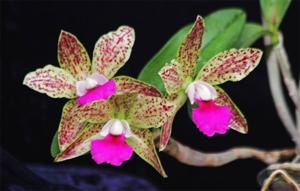 Cattleya Netrasiri Beauty