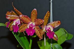 Cattleya Netrasiri Beauty