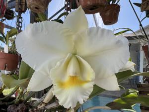 Cattleya Orglade's Classic