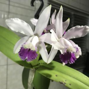 Cattleya Picturata