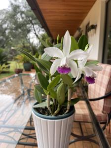 Cattleya Picturata