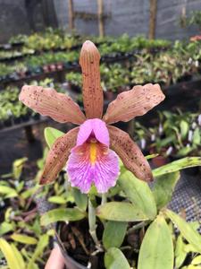 Cattleya Quinquecolor