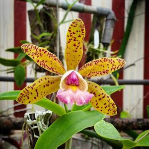 Cattleya Quinquecolor