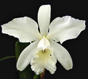 Cattleya R. Prowe