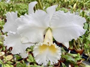 Cattleya Scintillation