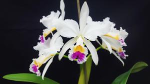 Cattleya Trimos