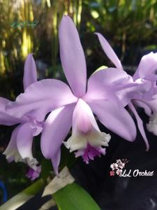 Cattleya Undine