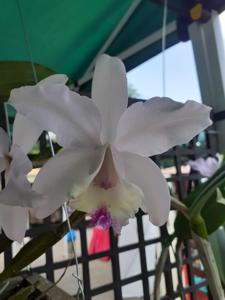 Cattleya Undine
