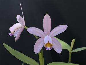 Cattleya Venosa