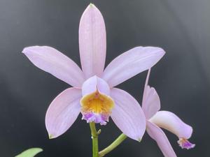 Cattleya Venosa