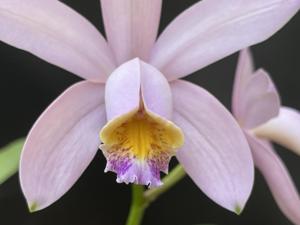 Cattleya Venosa