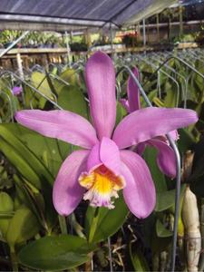 Cattleya Venosa