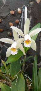 Cattleya Venosa