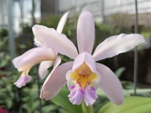 Cattleya Venosa