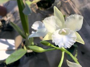 Cattleytonia Maui Maid