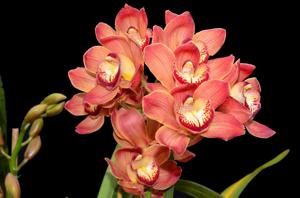 Cymbidium Baltic Contessa