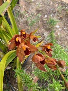 Cymbidium Brown Eyes