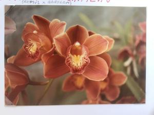 Cymbidium Burgundian