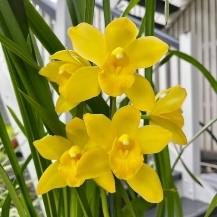 Cymbidium Buttercup