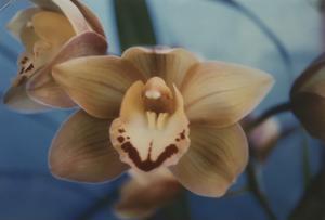 Cymbidium Chocolada