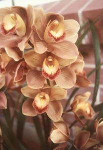 Cymbidium Chocolada