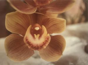 Cymbidium Chocolada