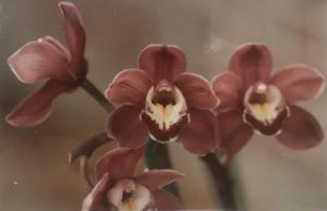 Cymbidium Coalfire