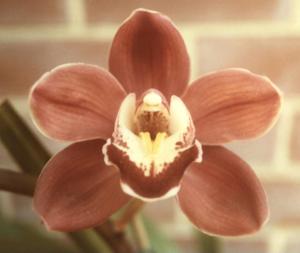 Cymbidium Coalfire