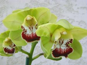 Cymbidium Design