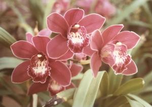 Cymbidium Dignity